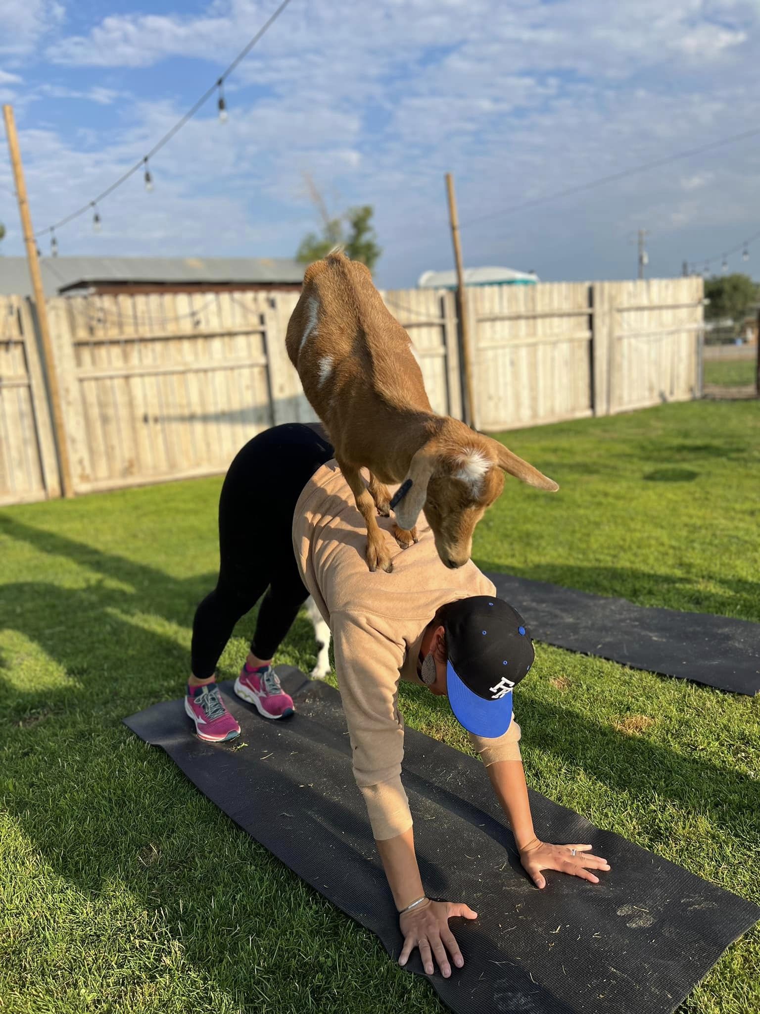 Cuddling baby goats and giving good doggos pats - welcome to goat yoga in  Boyanup | Countryman